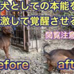 熊野地犬の猟犬見習いリキに、箱罠にかかったイノシシをあてて猟犬として覚醒させる