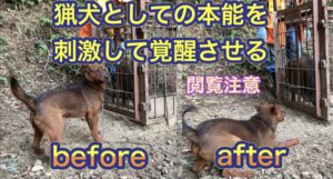 熊野地犬の猟犬見習いリキに、箱罠にかかったイノシシをあてて猟犬として覚醒させる