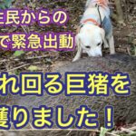 【SOSで緊急出動】子供のゾウくらいの大きさのイノシシを駆除しに行きました。