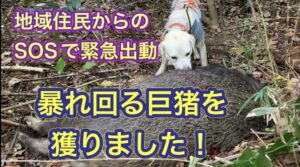 【SOSで緊急出動】子供のゾウくらいの大きさのイノシシを駆除しに行きました。