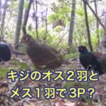 マニアックすぎて伝わらない国鳥キジの貴重な映像をYouTubeのショート動画に