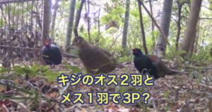 マニアックすぎて伝わらない国鳥キジの貴重な映像をYouTubeのショート動画に