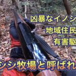 イノシシだらけの通称イノシシ牧場での有害鳥獣駆除活動記