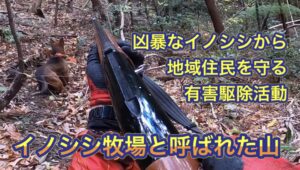 イノシシ出現　警察が出動　人住むエリア　目撃各地で