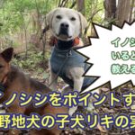 イノシシだらけのイノシシ牧場で発揮した熊野地犬の猟犬の子犬リキの実力