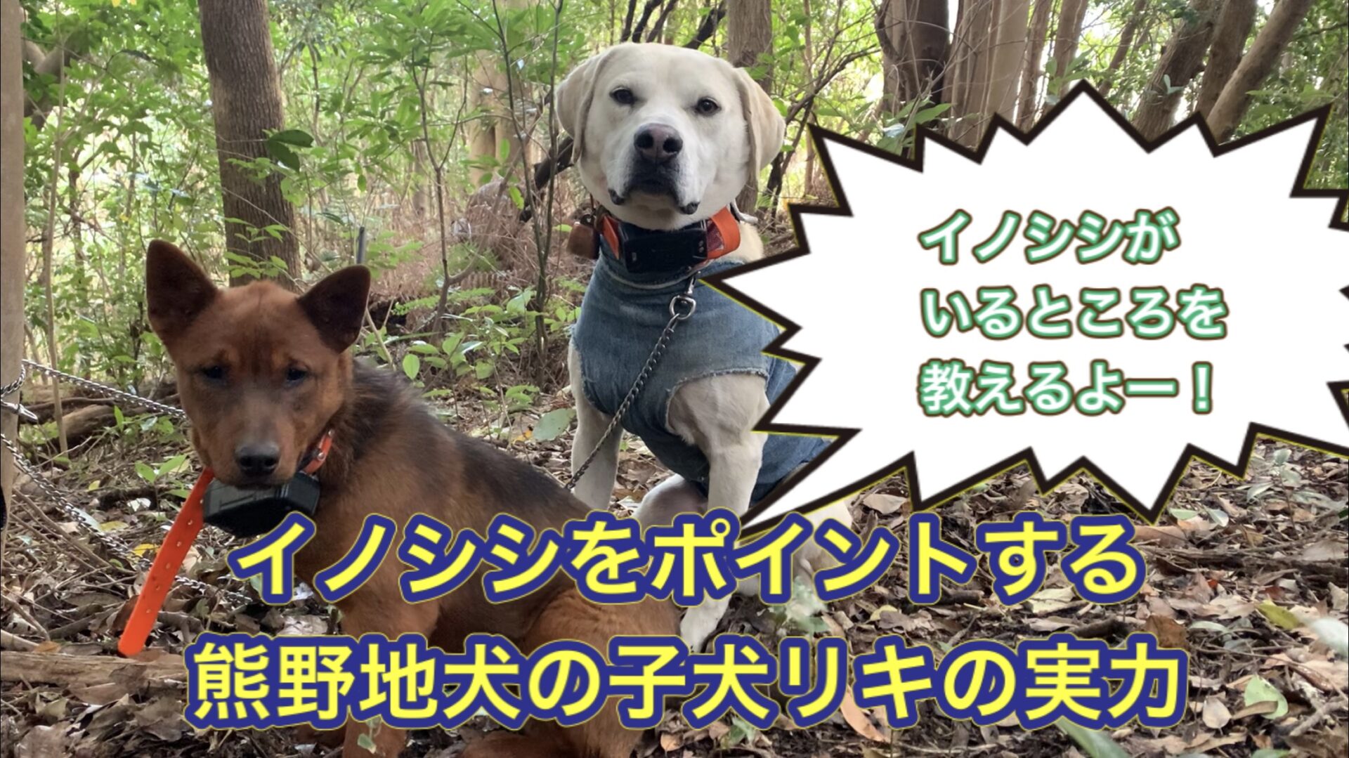 イノシシだらけのイノシシ牧場で発揮した熊野地犬の猟犬の子犬リキの実力