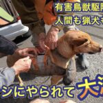有害鳥獣駆除活動は猟師も猟犬も命がけ！猟犬がイノシシ にやられる。