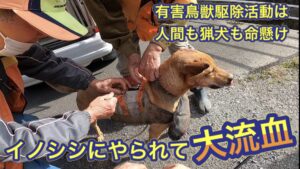 有害鳥獣駆除活動は猟師も猟犬も命がけ！猟犬がイノシシ にやられる。
