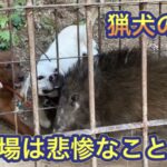 箱罠にかかったイノシシ にカシンと熊野地犬の子犬リキをあてたら悲惨なことに…