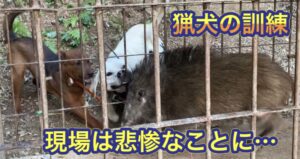 箱罠にかかったイノシシ にカシンと熊野地犬の子犬リキをあてたら悲惨なことに…