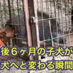 2頭のイノシシにも臆することなく、吠える熊野地犬の子犬リキ