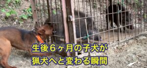 2頭のイノシシにも臆することなく、吠える熊野地犬の子犬リキ