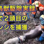 若き頃のカシンがイノシシを起こして捕獲するも閲覧制限だった動画のリメイク