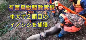 若き頃のカシンがイノシシを起こして捕獲するも閲覧制限だった動画のリメイク