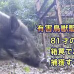 狩猟系YouTubeでバズった動画と今現在、急上昇中の動画のご紹介