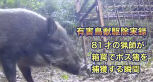 81才のベテランハンターが箱罠でメスボスイノシシを餌付けから捕獲するまで。