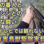 地域住民の安心安全と農作物を害獣から守る有害鳥獣捕獲従事者とイノシシとの有害鳥獣駆除実録映像