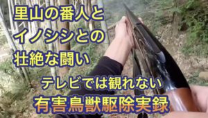地域住民の安心安全と農作物を害獣から守る有害鳥獣捕獲従事者とイノシシとの有害鳥獣駆除実録映像