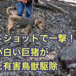 イノシシを2頭捕獲! 1頭はヘッドショット一撃で、珍しい白いデカイノシシ