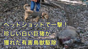 イノシシを2頭捕獲! 1頭はヘッドショット一撃で、珍しい白いデカイノシシ