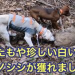 ヘッドショットで一撃!幸運を呼ぶ白いイノシシが獲れた有害鳥獣駆除活動