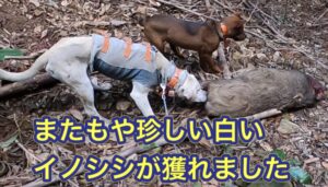 ヘッドショットで一撃!幸運を呼ぶ白いイノシシが獲れた有害鳥獣駆除活動