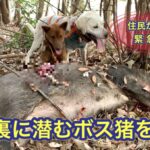 【住民が悲鳴】住宅地に潜む最高難易度のメスボスイノシシの追跡劇