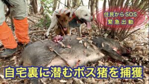 「街に出かけたくなる要因があったのではないか」神戸の市街地に現れたシカ…殺処分に