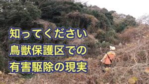 足元にウリ坊？捕まえたら→キョンの子ども　かわいいけど特定外来生物、どうなった？