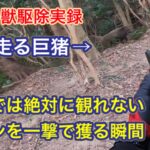 【閲覧注意】地域住民と農作物を守る有害鳥獣駆除での衝撃的な射撃シーン