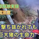 イノシシの心臓を撃ち抜くスーパーショットで、デカイノシシの捕獲に成功!
