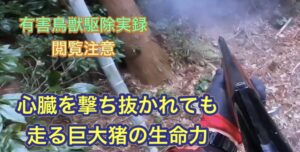イノシシの心臓を撃ち抜くスーパーショットで、デカイノシシの捕獲に成功！