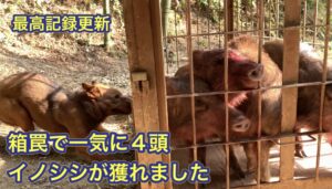 ４頭のイノシシにも果敢に吠える猟犬　熊野地犬の子犬リキ