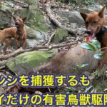 2方面作戦は成功し、2頭のイノシシを捕獲して成果を上げるも…