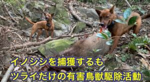 2方面作戦は成功し、2頭のイノシシを捕獲して成果を上げるも…