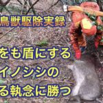 我が子をダシにして、猟犬を釣っておいて逃走を図ろうとしたデカメスイノシシ