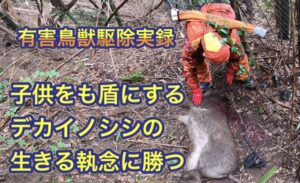 我が子をダシにして、猟犬を釣っておいて逃走を図ろうとしたデカメスイノシシ