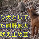 【リアルガチ】完璧な吠え止めでイノシシの子供ウリ坊を止める猟犬の子犬リキ