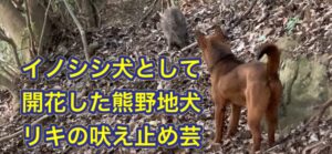 全く違う猟芸を持つ猟犬同士をどのように使うかを試行錯誤中