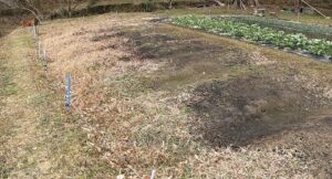 毎夜繰り広げられている「ゴルフ場VSイノシシ」 一般ゴルファーが知らない熾烈な戦い