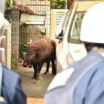 街中にイノシシ、女性かまれ軽傷 野木、ヨシ焼きの影響か