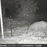 イノシシ捕獲隊、成果上々 20年度最多293頭 仙台・泉エリア