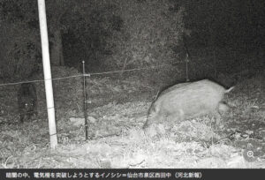 イノシシ捕獲隊、成果上々 20年度最多293頭 仙台・泉エリア