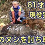81才のベテラン猟師が、山のヌシ“極太イノシシ”を撃って獲る