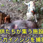 レクリエーション施設に巣食う凶暴なメスイノシシの捕獲に成功しました!