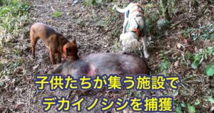 僕が肌で感じるイノシシが急速に減少しているのではないか?と思う理由