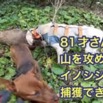 81才のベテラン猟師と行く有害鳥獣駆除で、2頭のイノシシを咬み止めで捕獲