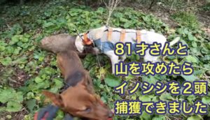 81才のベテラン猟師と行く有害鳥獣駆除で、2頭のイノシシを咬み止めで捕獲