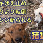 他の勢子さんは息切れすることなくイノシシを獲ってるかもしれませんが…