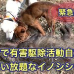 コロナで外出自粛の裏側でイノシシの被害が急増。緊急出動しました。